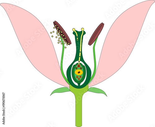 Parts of flower and double fertilization