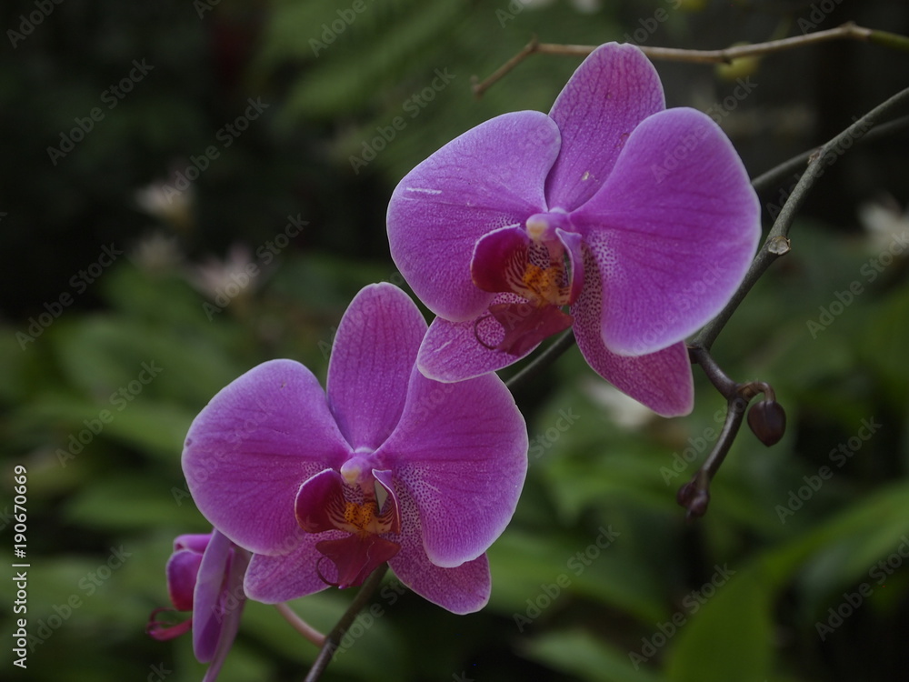 Obraz premium orchids