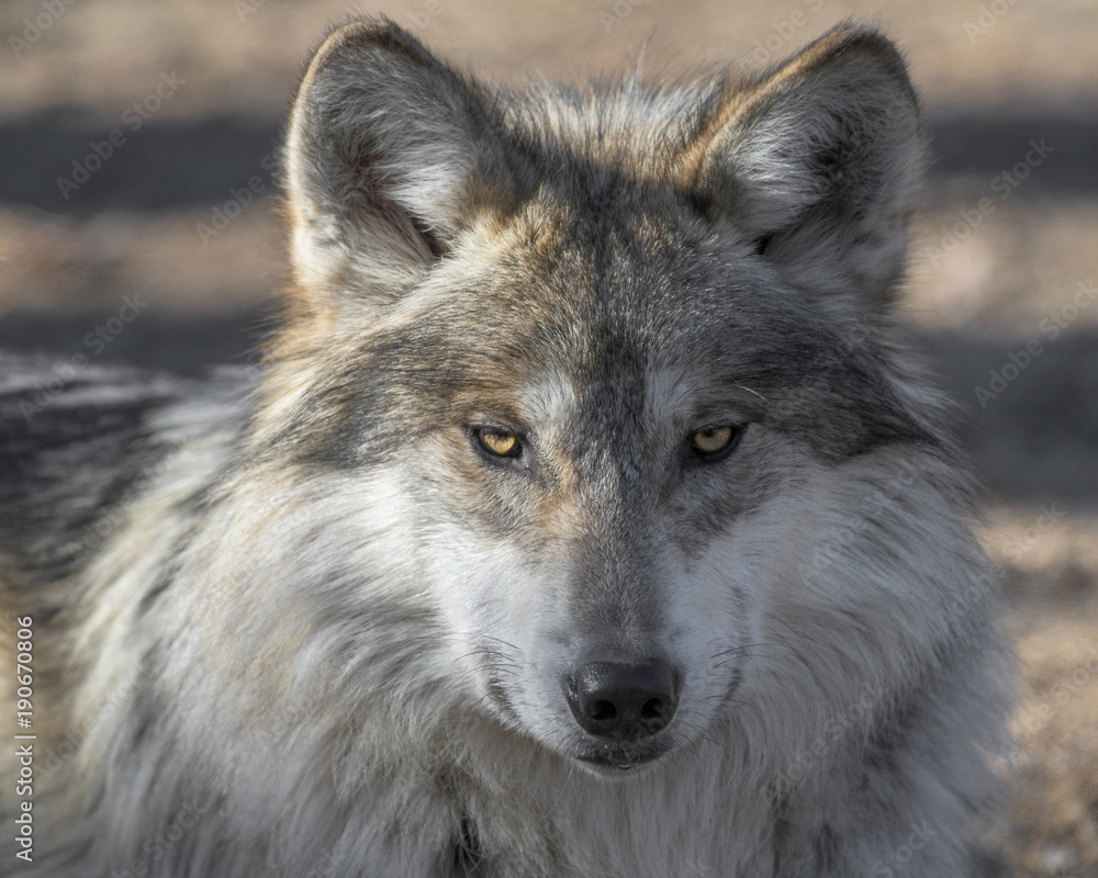 Obraz premium Portret zbliżenie meksykański szary wilk