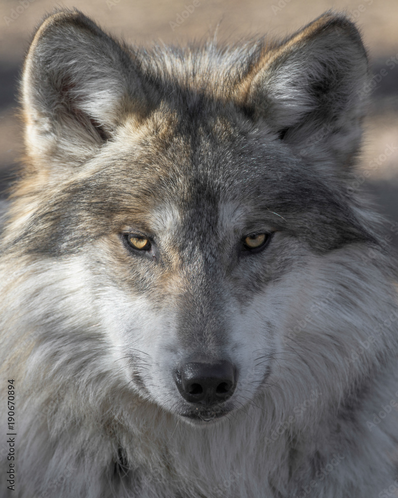 Mexican gray wolf closeup portrait