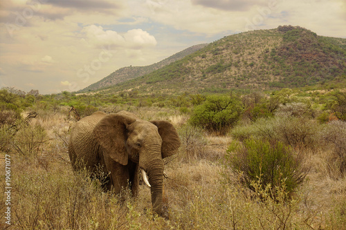 Elephant in Pilanesberg national park South Africa.