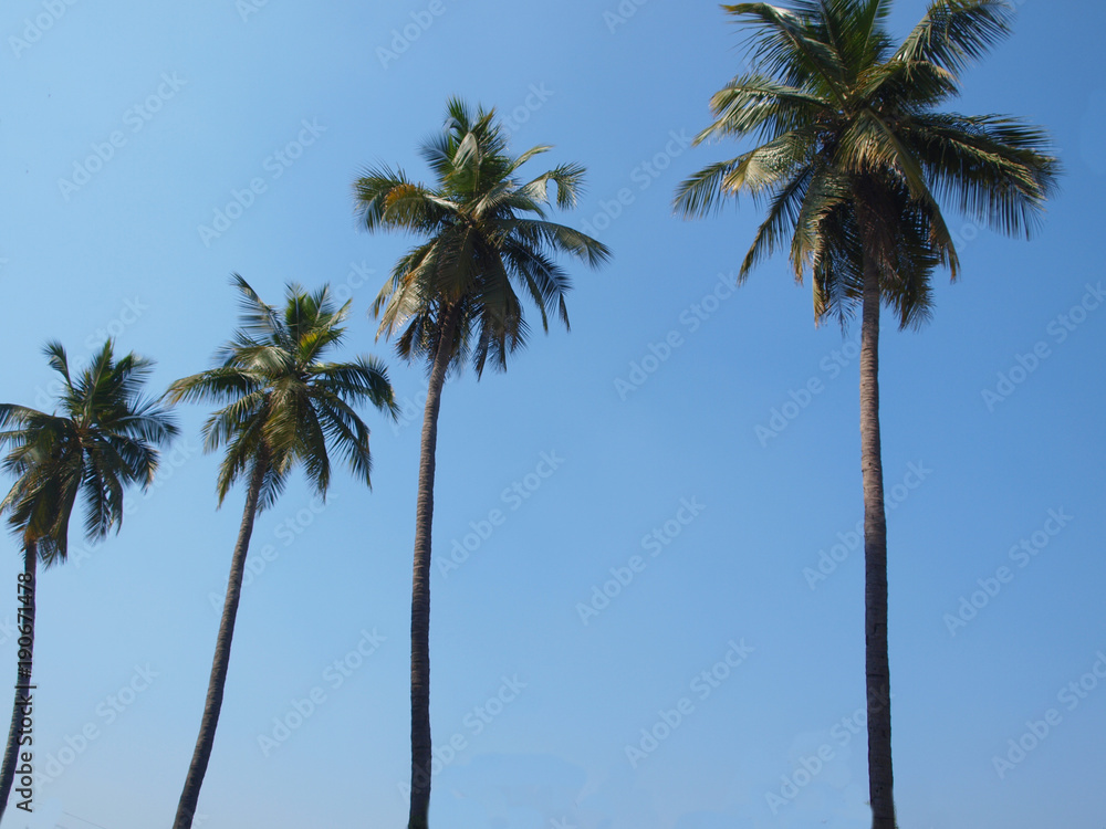Fototapeta premium A list of palm trees