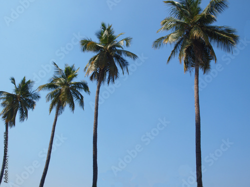 A list of palm trees
