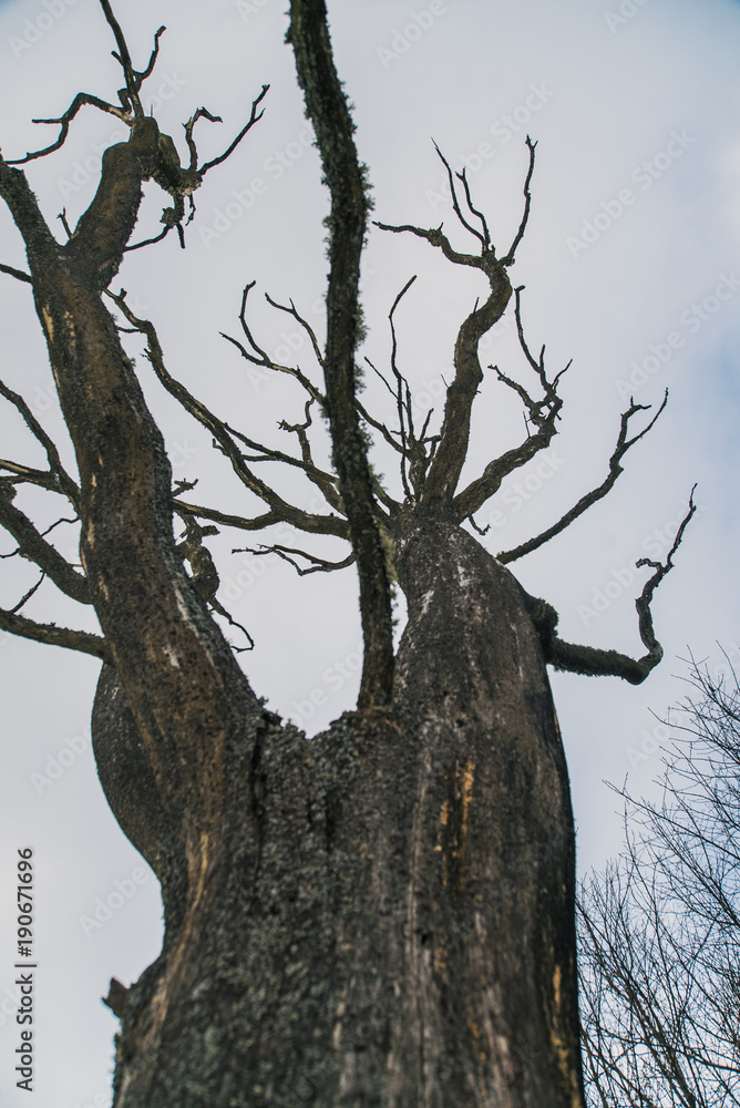 Fototapeta premium Dead oak tree on white