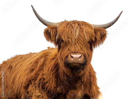 Scottish cow on white background © Kunz Husum