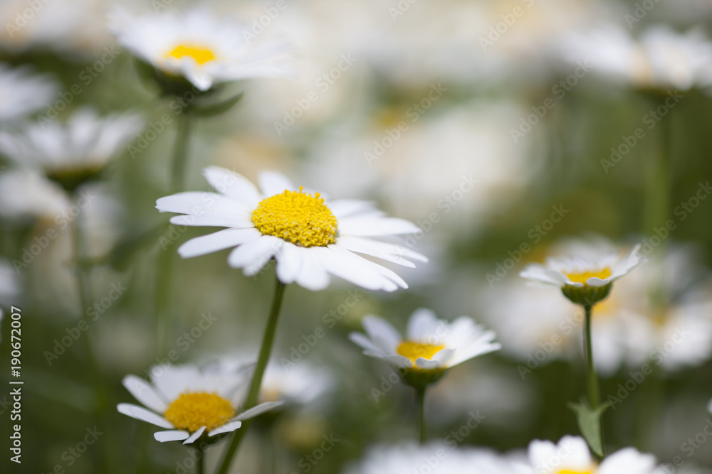 緑・グリーン・花