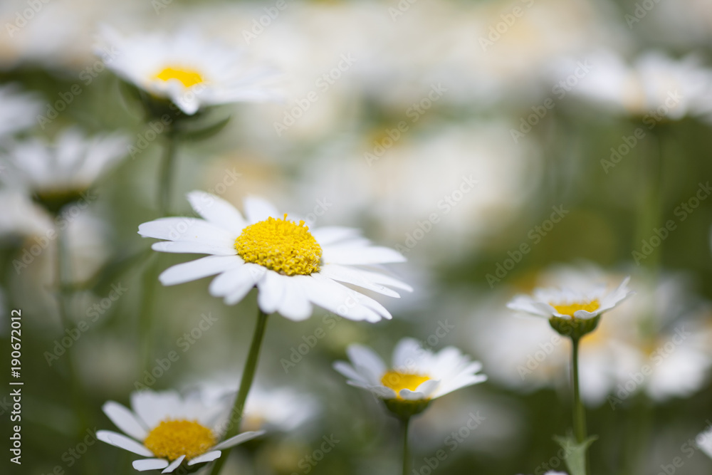 緑・グリーン・花 緑・グリーン・花