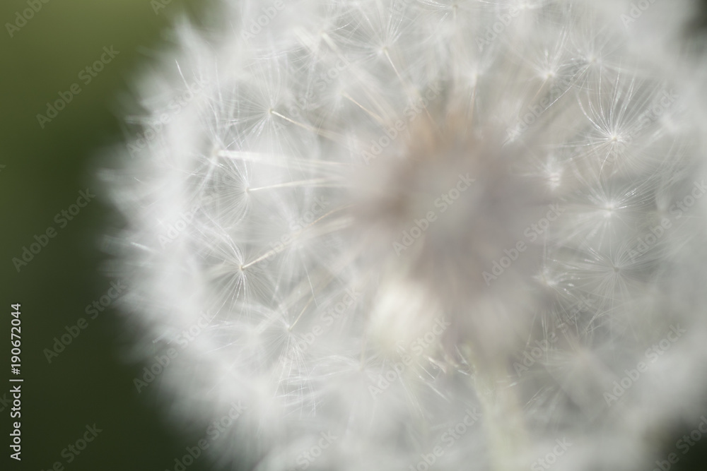 Fototapeta premium Zielony, zielony, kwiat