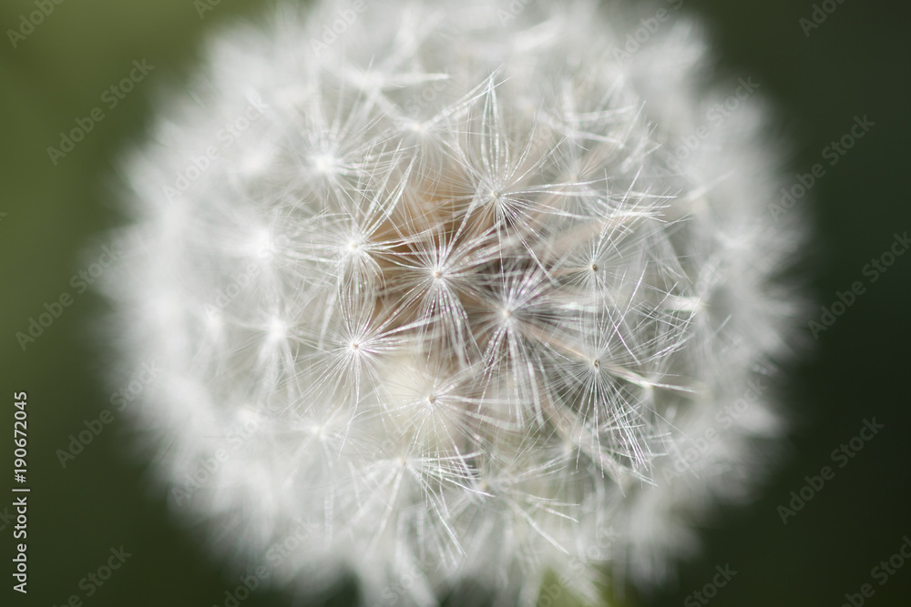 Fototapeta premium Zielony, zielony, kwiat