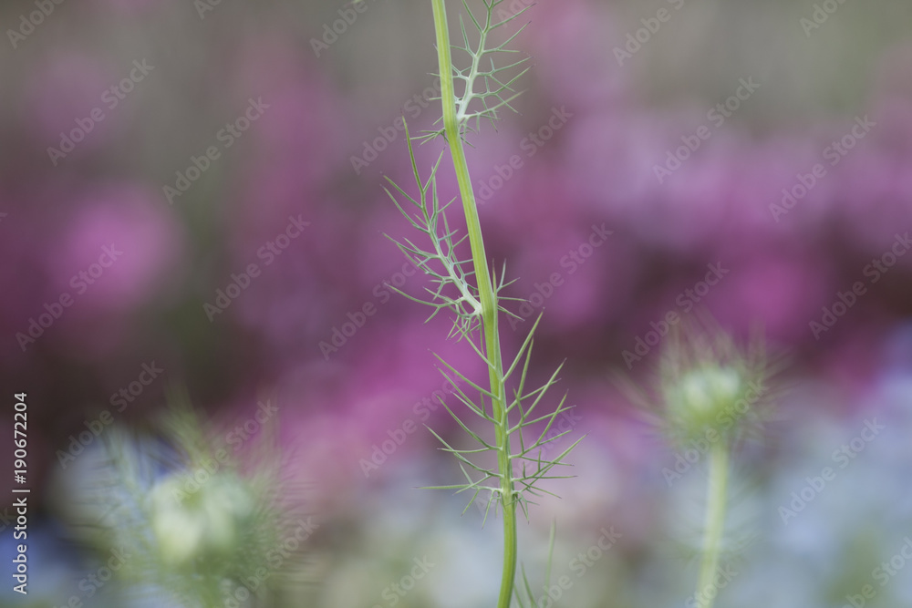 Fototapeta premium 緑・グリーン・花