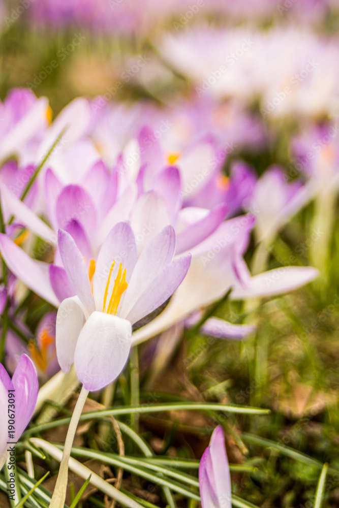 Crocus, plural crocuses or croci is a genus of flowering plants in the iris family. A single crocus, a bunch of crocuses, a meadow full of crocuses, close-up crocus, Crocus, plural crocuses or croci is a genus of flowering plants in the iris family. A single crocus, a bunch of crocuses, a meadow full of crocuses, close-up crocus,
