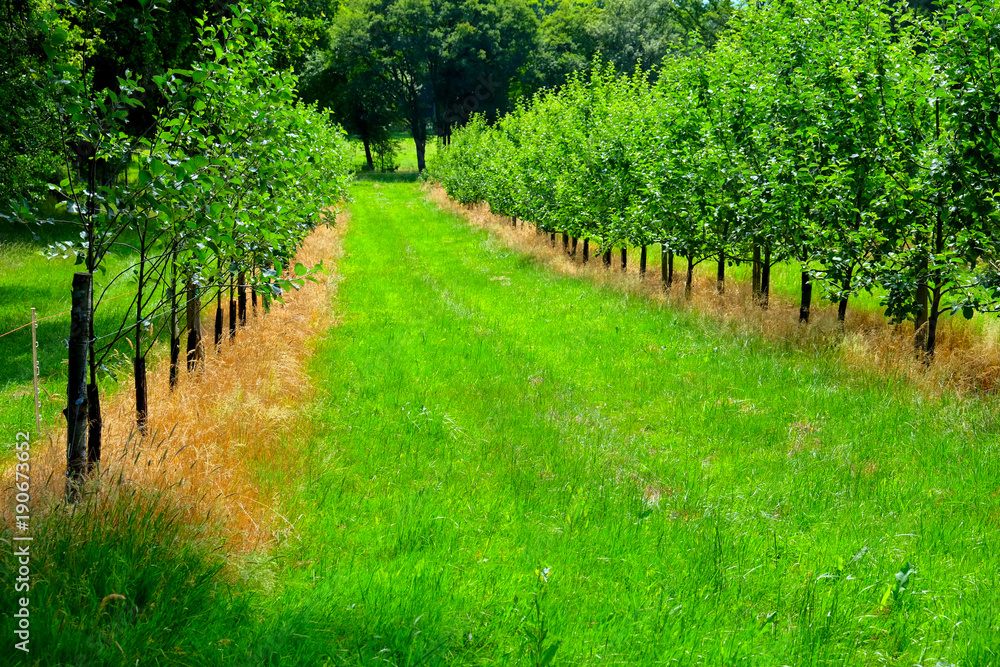 Naklejka premium apple orchard, two lines of young apple trees with green grass in the middle of the lines of trees