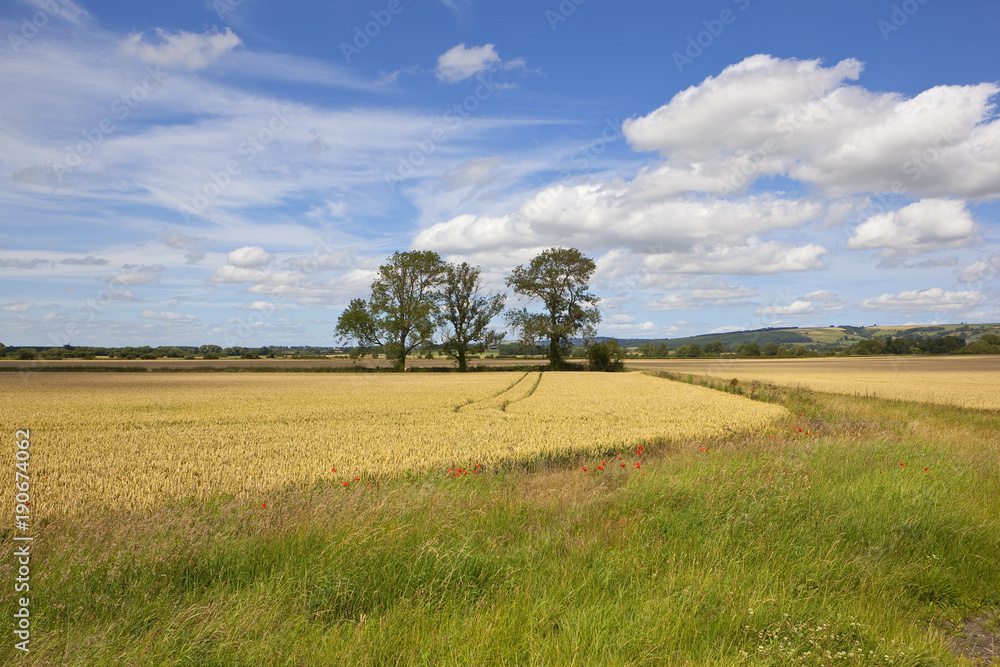 Obraz premium ash trees and golden wheat