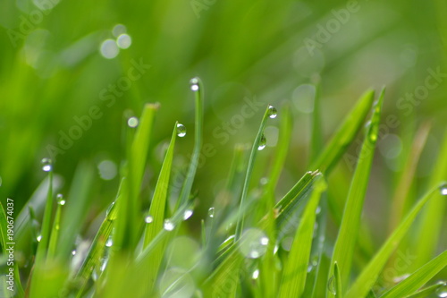 Rain Drops on Grass