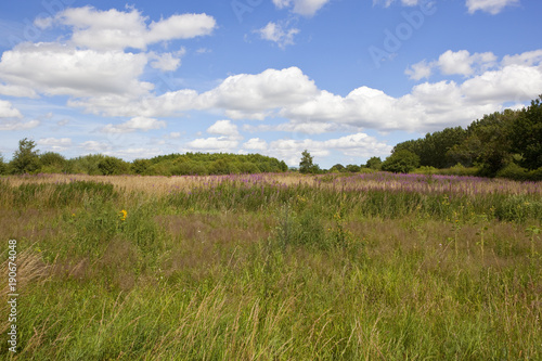 wildflower meadow and woodland