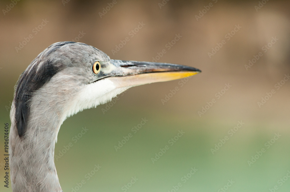 A heron looking away from the viewer A heron looking away from the viewer