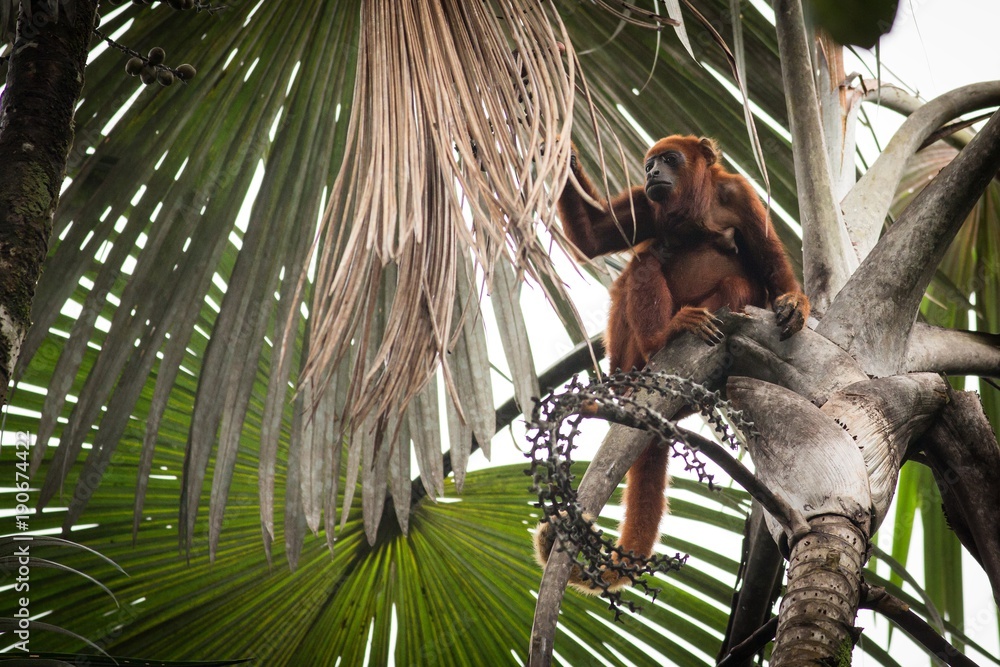 Obraz premium Red Howler Monkey (Alouatta Seniculus)