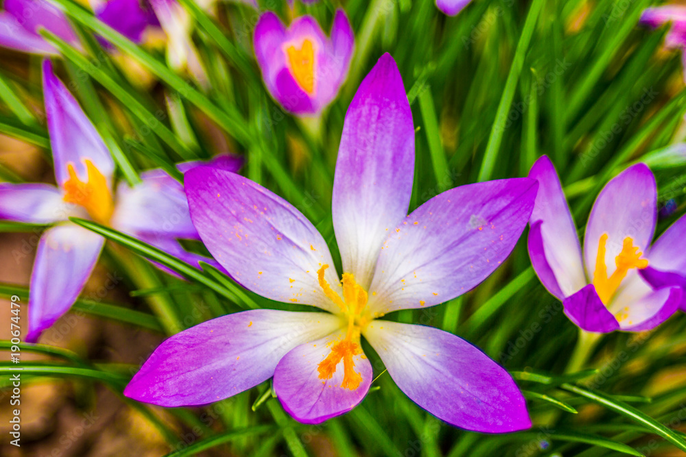 Crocus, plural crocuses or croci is a genus of flowering plants in the iris family. A single crocus, a bunch of crocuses, a meadow full of crocuses, close-up crocus, Crocus, plural crocuses or croci is a genus of flowering plants in the iris family. A single crocus, a bunch of crocuses, a meadow full of crocuses, close-up crocus,