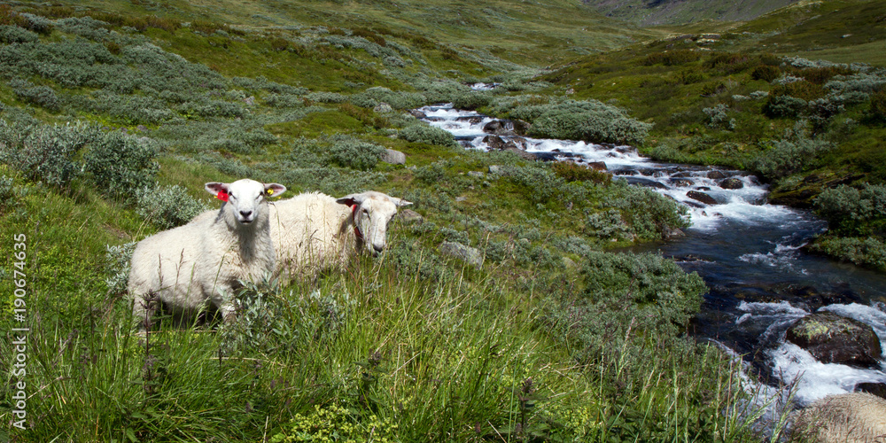 Obraz premium Schafe