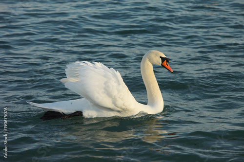 Noble swan  Mute swan   Cygnus olor 