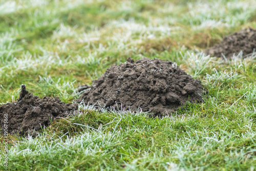Maulwurfshügel auf einer Wiese
