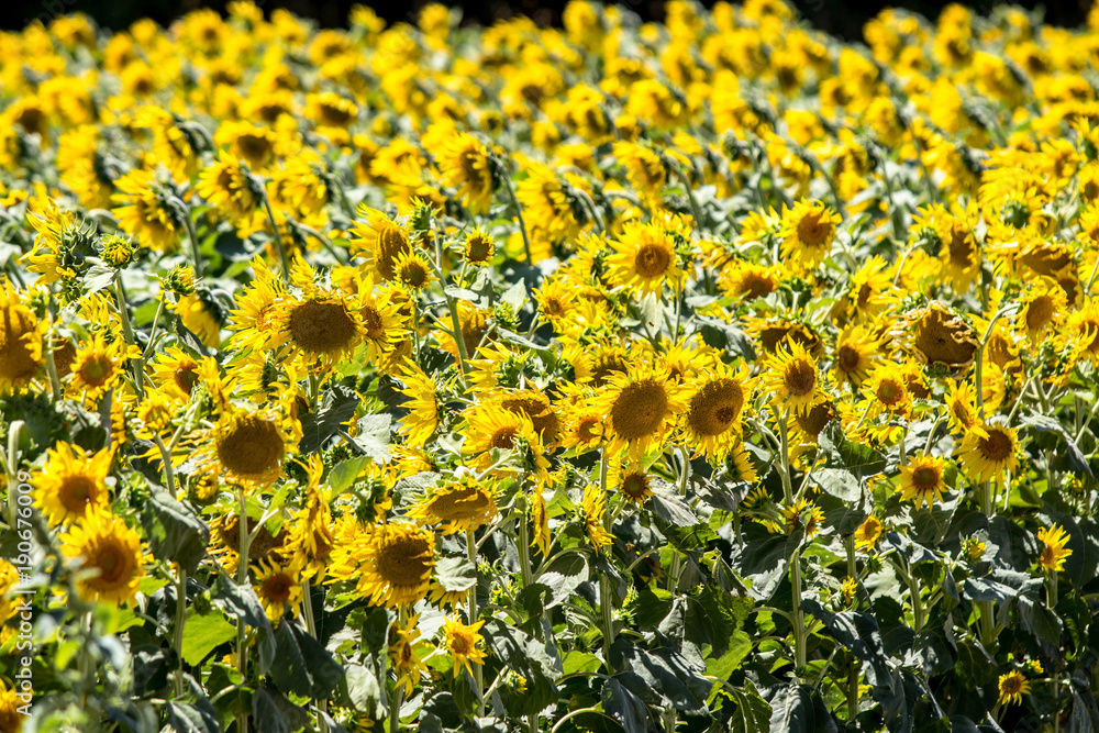 Obraz premium Big sunflower field