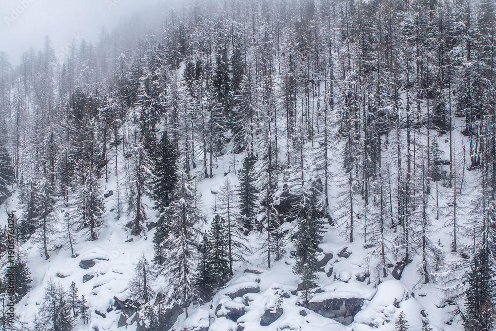 Obraz premium Pine forest in Winter
