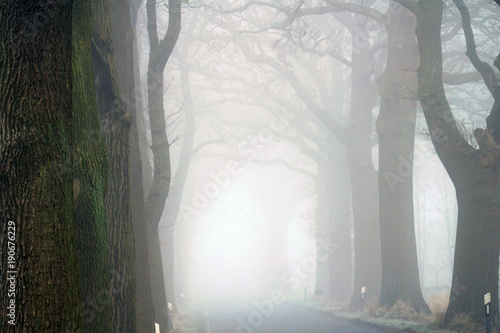 Baumallee mit Landstrasse im Nebel

