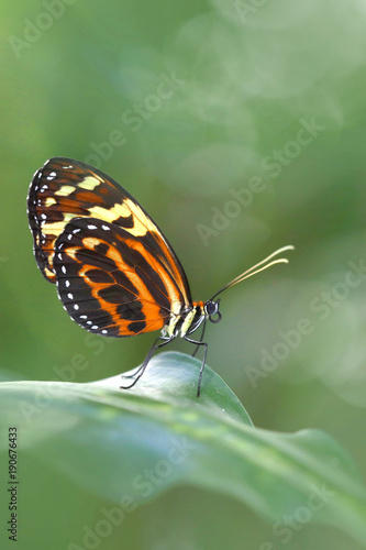 Eueides Isabella butterflies photo