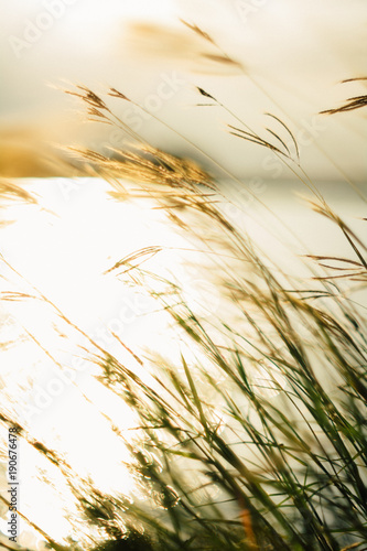grass flower with bokeh and sunset light.