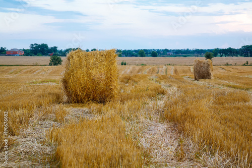 chopped wheat, yellow hay, field with mown wheat, hay © Екатерина Переславце