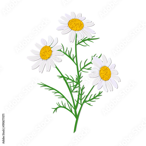 Daisy or chamomile. Wildflower isolated with stem. Design for invitation  wedding