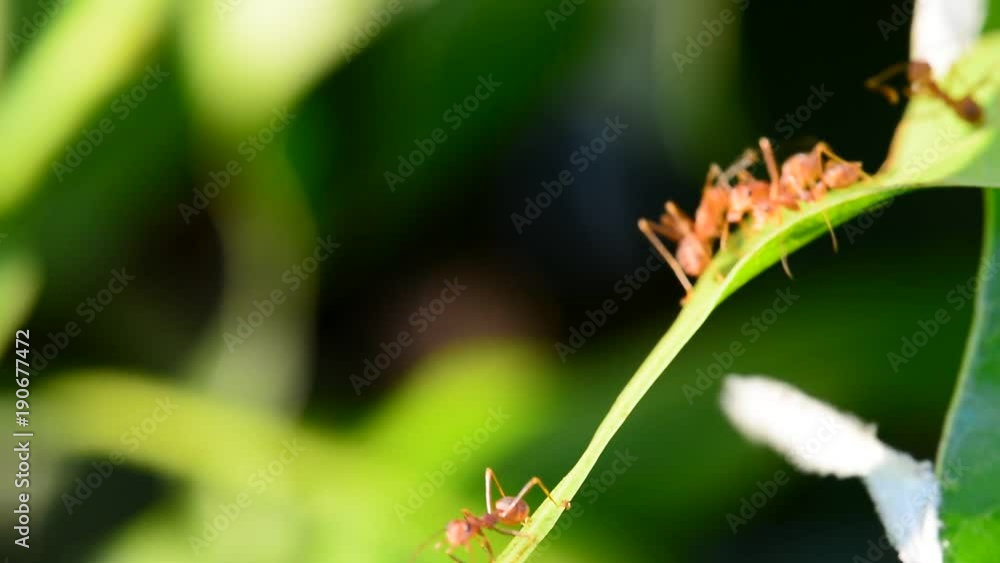 Many red ants are reconnaissance on mango leaves in a windy day. No Sound. Many red ants are reconnaissance on mango leaves in a windy day. No Sound.