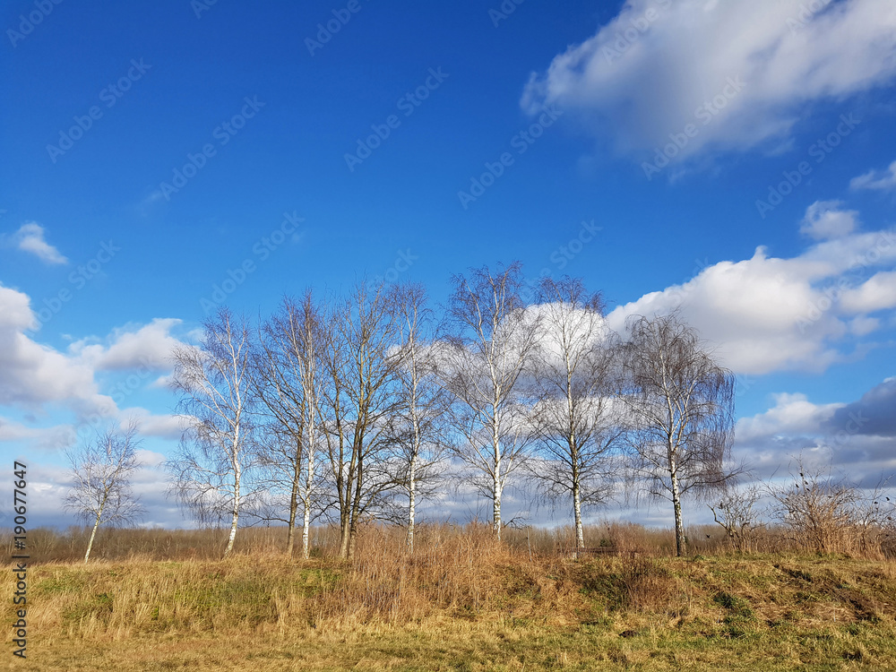 A landscape with birch trees in a rural area of Berlin at a sunny winter day A landscape with birch trees in a rural area of Berlin at a sunny winter day