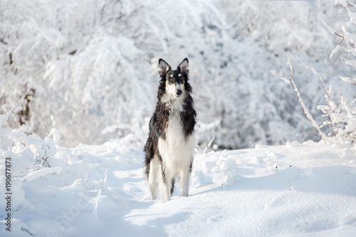 Black and white hunting dog stands in the snow on the white winter background © ashva