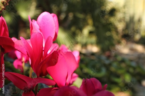 Pink Cyclamen flower in the garden © SoniaBonet