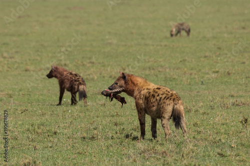 Photography a hyena walks across the grasslands of the Maasai Mara, Kenya with its share of
