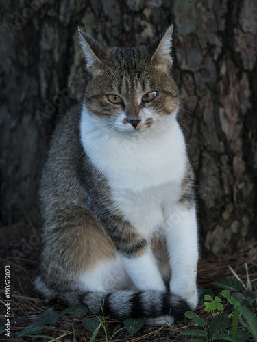 Cat staring © 洋一 西山