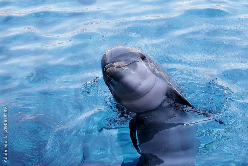 Obraz premium Delfino