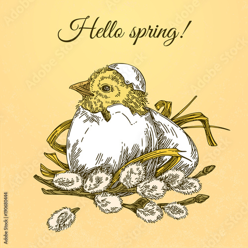 Hello spring. Vintage card. Chicken hatched from the egg and spring of willow. Engraving style. Color. Vector illustration.