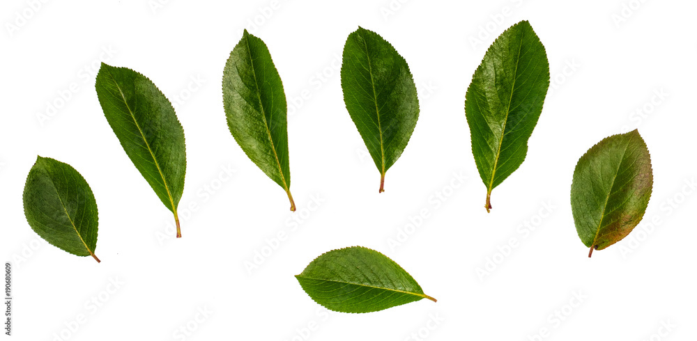 Plum leaves, set leaves, leaves on white background