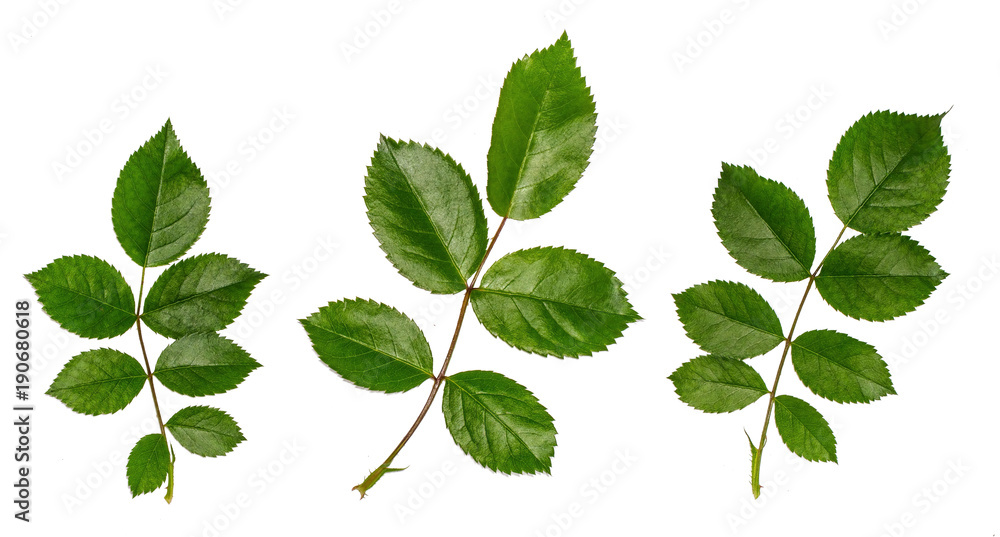 fresh leaves of wild rose, the ingredients for the broth fresh leaves of wild rose, the ingredients for the broth