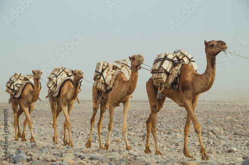 Camels caravan with blocks of salt of the Danakil Depression. Ethiopian salt trade maintains ancient traditions of centuries. Ethiopia, Afar Depression (Afar Triangle)