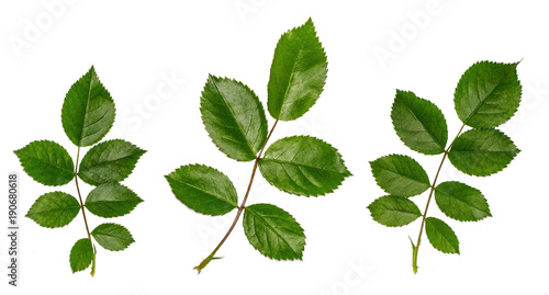 fresh leaves of wild rose, the ingredients for the broth