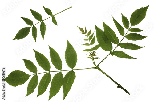Green leaves of maple, ash-leaved Maple, Acer negundo, trash maple, shoot apex photo