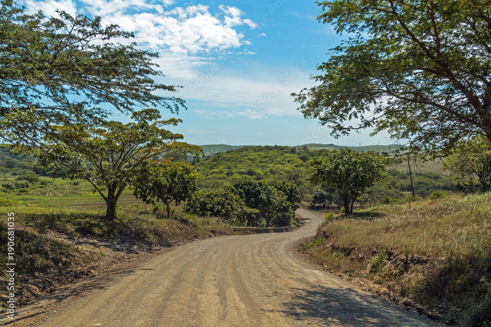 Empty Dirt Road Through Trees and Sugar Cane Plantations Empty Dirt Road Through Trees and Sugar Cane Plantations