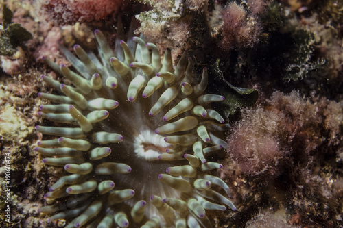 polyps, sponges and algae in the marine reef