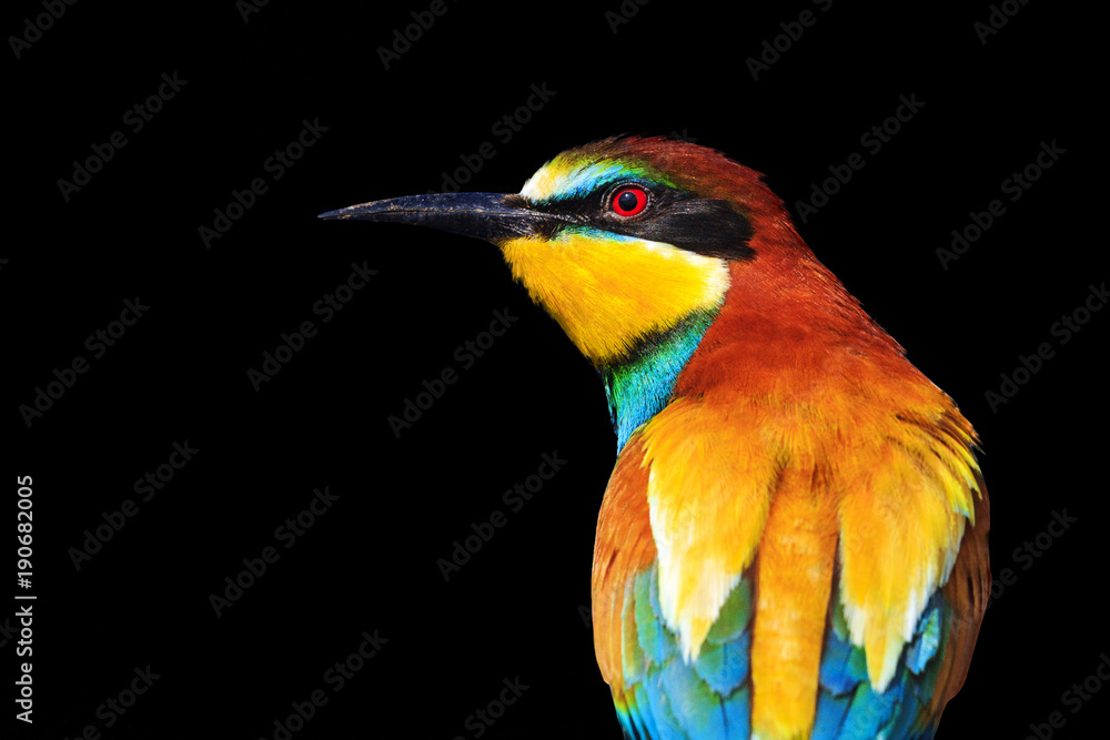Fototapeta premium European bee-eater isolated on a black background