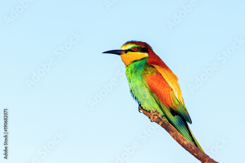 colored bird sits on a branch © drakuliren