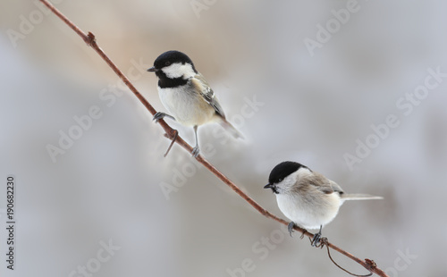 Coal tit and Willow Tit are sitting on the alone vine and on a blurry background ....